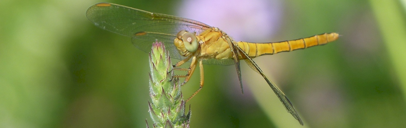 Beekoeverlibel (vrouwtje)